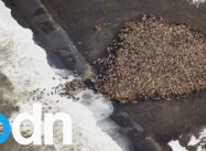 35,000 Walruses Can’t be Wrong about Climate Change:  Crowd beach b/c “extreme retreat of sea ice”