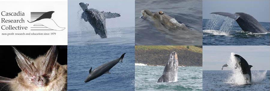 Some species







 being studied by Cascadia Research Collective  (from  top left to bottom right): humpback whale, Blainville's beaked whale, blue whale, Townsend's big eared bat, false killer whale, gray whale, killer whale with harbor porpoise. All photos (c)