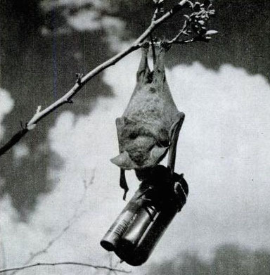 It's a batty idea to strap a bomb to a bat.  (Photo: United States Army Air Forces)