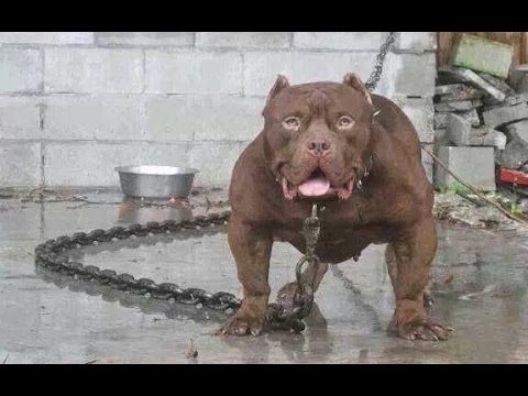 TOP 10 STRONGEST DOGS IN THE WORLD