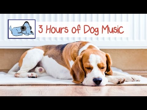 3 Hours of Relaxing Dog Music. Calming music for dogs! Perfect for fireworks!