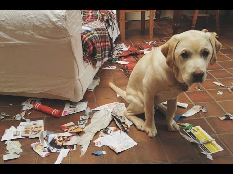 Funny Guilty Dogs Compilation 2015 [NEW HD]