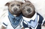 Darren and Phillip, the Staffy pals known as The Blue Boys, could teach some regular dudes we know a thing or two about style. 