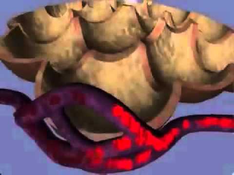 Gaseous exchange between alveoli and capillaries