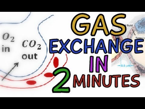 Biology Help: The Respiratory System - Gas Exchange In The Alveoli Explained In 2 Minutes!!