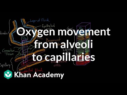 Oxygen Movement from Alveoli to Capillaries