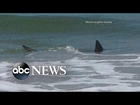 Terrifying Shark Attacks Off the Coast of North Carolina