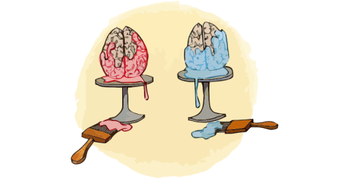 gendered-brains