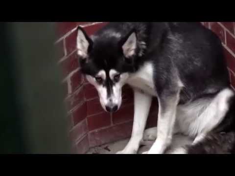 RSPCA Video - The Dog Rescuers: Series 2, episode 10