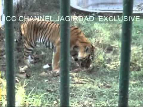 Tiger eats man in Guwahati zoo ( Tiger in Action ) / Assam State Zoo - Guwahati (TIGER)