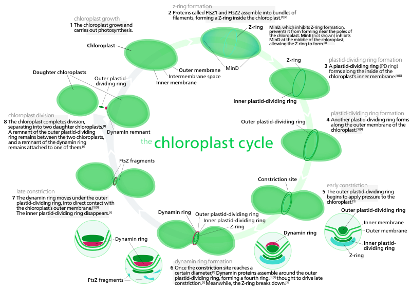 Most chloroplasts in plant cells, and all chloroplasts in algae arise from chloroplast division.[136] Picture references,[114][140]