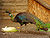 Pavo muticus (Tierpark Berlin) - 1017-899-(118).jpg