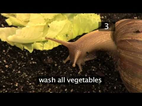 How To Care For Giant African Land Snails