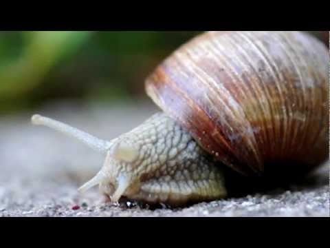 True Facts About The Land Snail