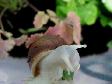 Albino Giant African Land Snail (GALS) eating