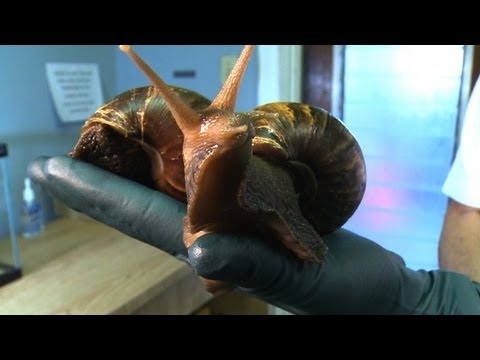 Attack of the Giant African Snails!