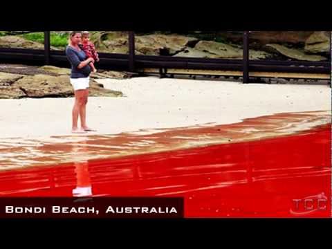 WEATHER PHENOMENON: Blood Red Sea in Australia - Bondi Beach Close as Red Algae Moves in!