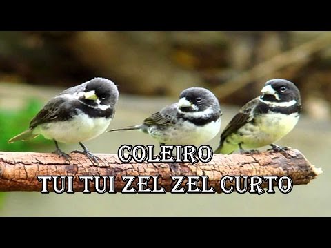 Coleiro Tui Tui  Zel Zel Curto