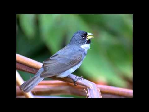 Canto para Encartar Coleiro - Tui Tui Zel Zel - Canto Clássico - Terceira Nota