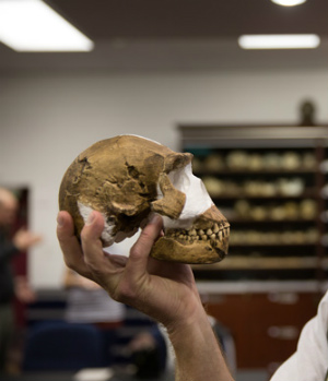 All hail homo naledi - the new species of humanity discovered in South Africa