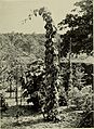 Climbing plants (1915) (20656880245).jpg