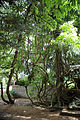 A climber creeper and tree Gibberd Garden Essex England 01.JPG