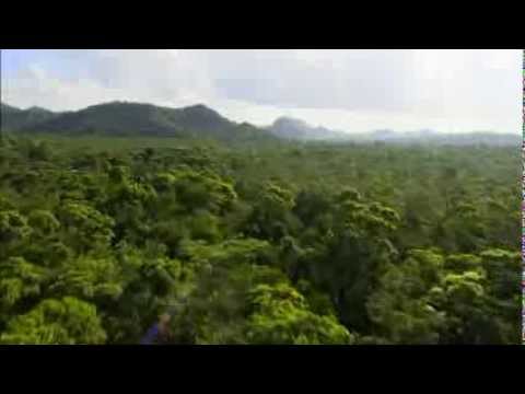 Green Paradise - Jungle & Coral - Belize