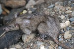 File - A rat scavenging in Quezon City, Philippines, September 7 , 2009.