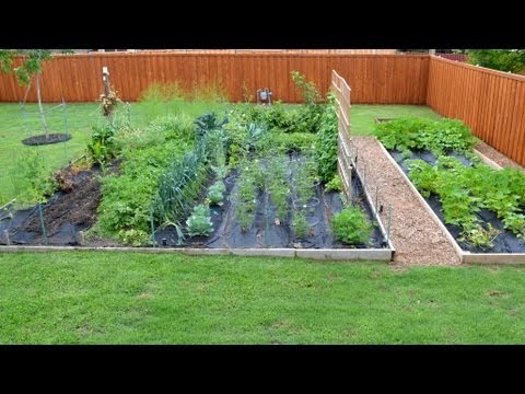 Chef's Vegetable Garden Update