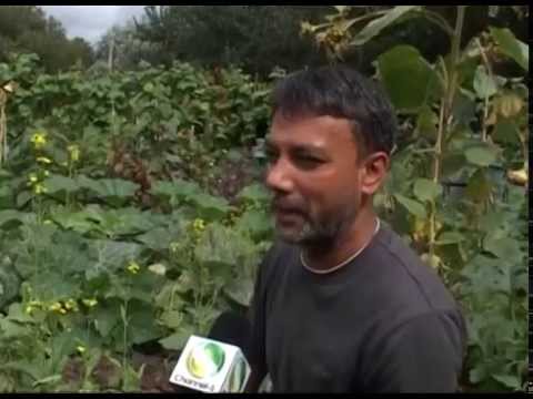 British Bangladeshi Cultivating vegetable in London city