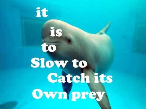 The Irrawaddy dolphins amazing adaptation