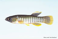 Fundulus grandis.jpg