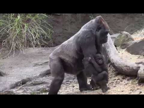 Bronx Zoo Gorilla Babies 2015