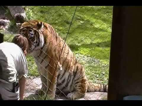 Siberian Tiger Feeding Exhibit At The Bronx Zoo