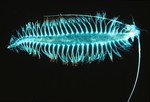 Tomopteris from plankton, One notable polychaete, the Pompeii worm (Alvinella pompejana) is endemic to the hydrothermal vents of the Pacific Ocean.