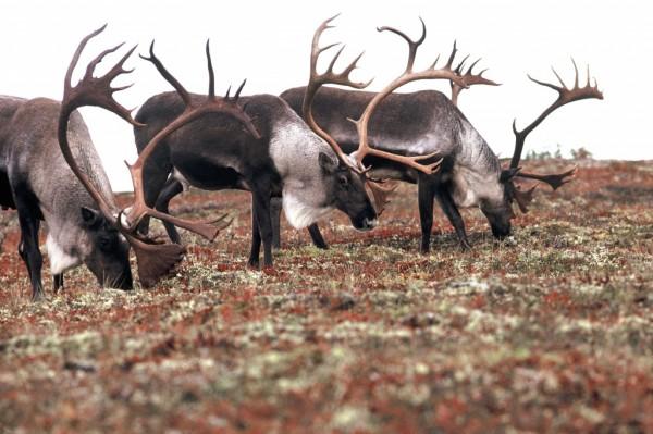 Caribou in northern Alaska.  The huge Western Arctic Caribou Herd, with 325,000 animals, is protected by Obama administration plan.