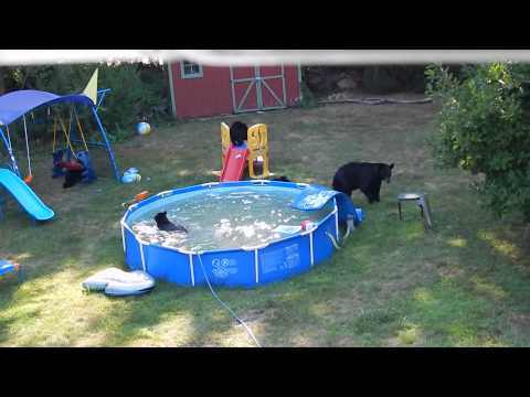 bear family in pool 3- long