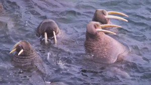 walruses_300