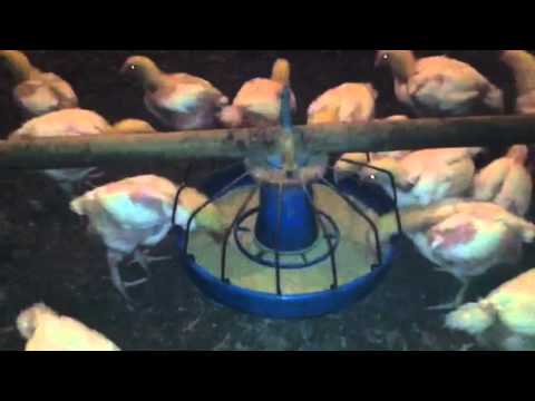 Growing chickens on the Delmarva Peninsula