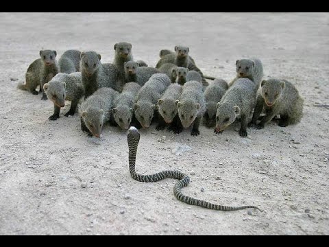 Mongoose vs cobra Snake Top 3 fighting new videos