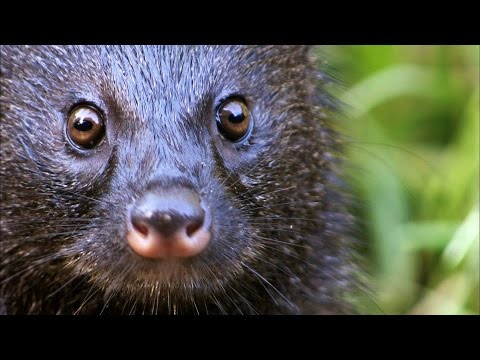 A Mongoose and Black Mamba Fight to the Death