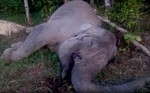 Anger at Sumatra tame elephant death: Probably poisoned, 3-foot tusks hacked off