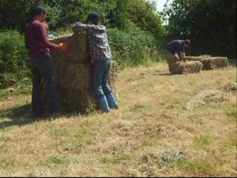 Jeff Lam wwoofing in the UK Part 2.3: Haymaking