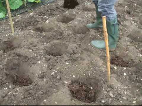 Jeff Lam wwoofing in the UK Part 2.2: Organic Farming Techniques