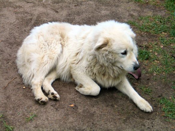 Large white dog resting