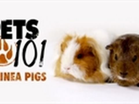 Pets 101- Guinea Pigs