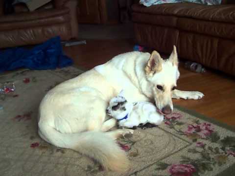 White German Shepherd cuddles baby goat