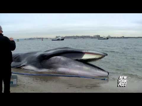 Beached whale found at Breezy Point, New York - New York Post