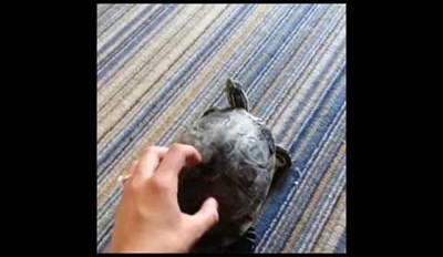 Turtles Like Back Scratches Too