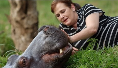 A Wild Hippo Still Comes Home to Visit Her Human Parents Who Rescued Her as a Baby